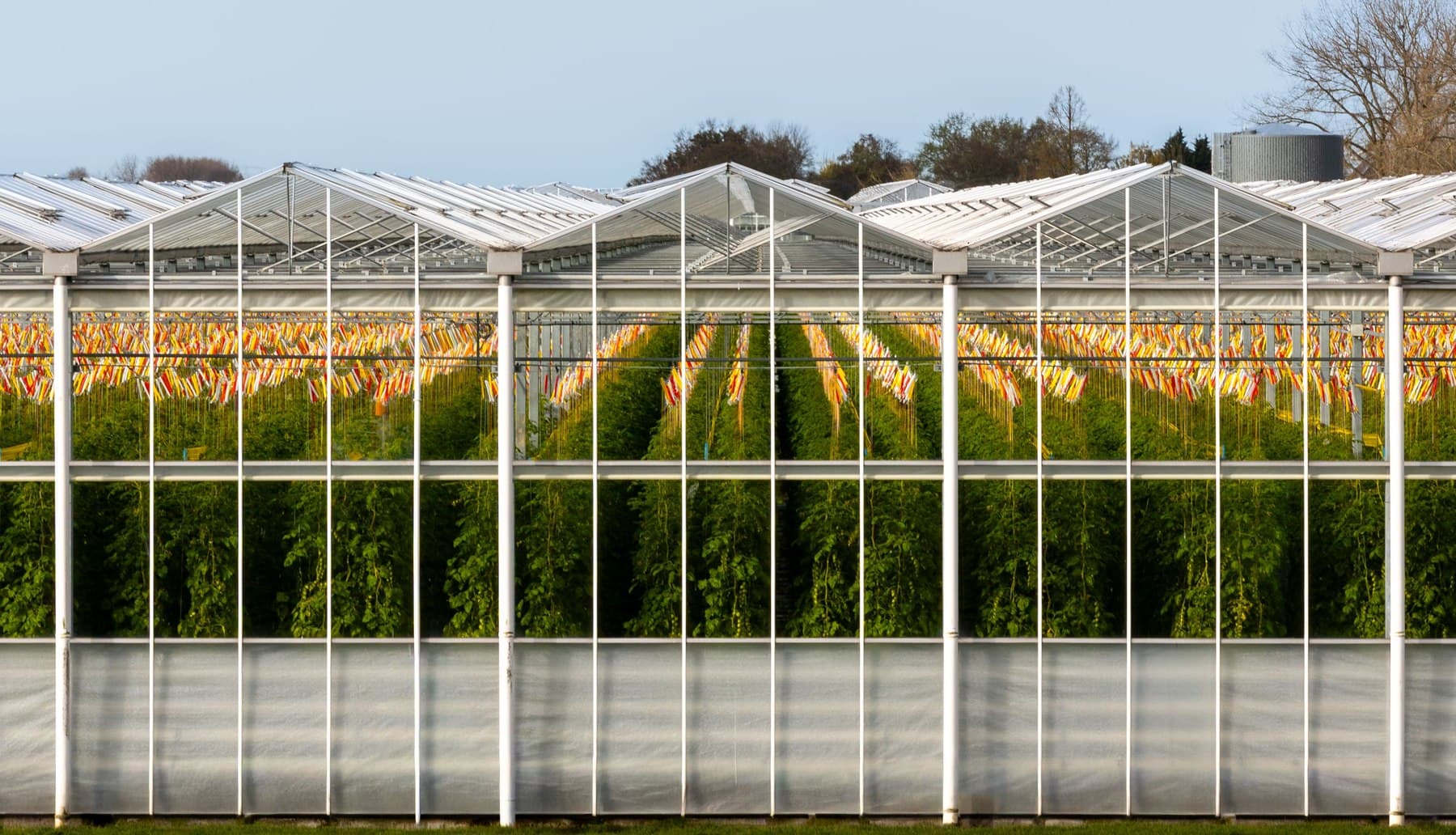 Modern Dutch greenhouse growing operation